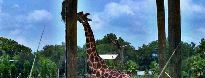 Tampa's Lowry Park Zoo is one of Florida Favorites.
