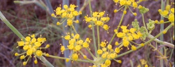 Laguna Coast Wilderness Park is one of Hiking Trails in Orange County.