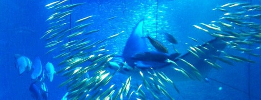 Osaka Aquarium Kaiyukan is one of Tourism in Japan.