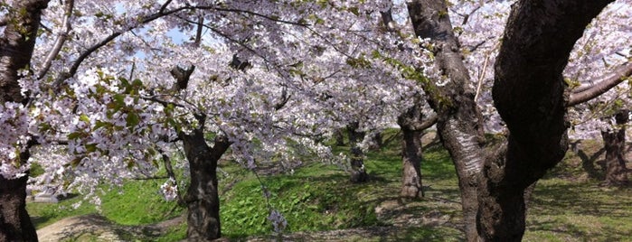 Goryokaku Park is one of Travel : Sakura Spot.