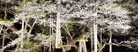 根尾谷 淡墨桜 is one of Travel : Sakura Spot.