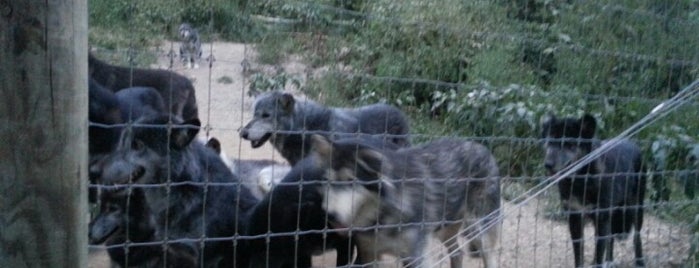 Wolf Sanctuary of PA is one of Chester Springs.