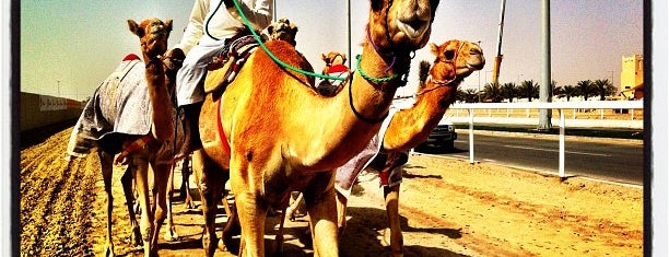 Al Shahaniyah Camel Race Track is one of Bucket List Places (Been There, Done It !.