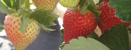 The Girls Strawberry U-pick is one of Local Treasures.