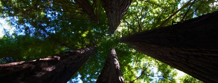Redwood National Park is one of TOP Národní parky USA.