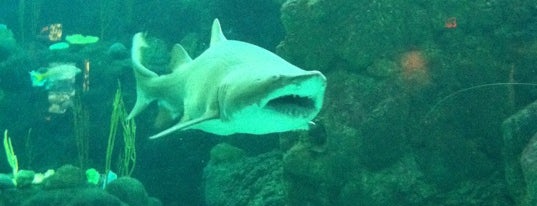 The Florida Aquarium is one of 2012 Republican National Convention Venue Guide.