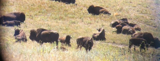 Wildlife Loop is one of Matt : понравившиеся места.