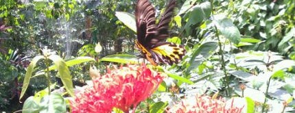 Butterfly Park (Taman Rama-Rama) is one of Colors of Kuala Lumpur.