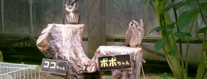 掛川花鳥園 is one of 鳥のいるスポット.