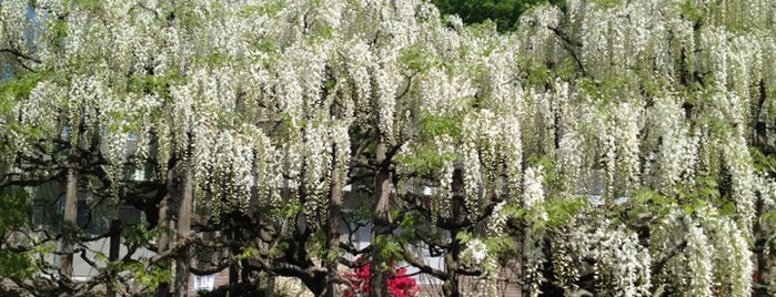 Ashikaga Flower Park is one of 隠れた絶景スポット.