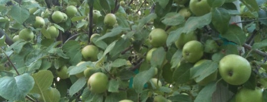 BYU-I Apple Orchard is one of Things to do while in Rexburg.