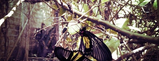 Jumalon Butterfly Sanctuary is one of Certified Cebu.