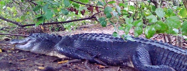 Everglades Ulusal Parkı is one of Visit the National Parks.
