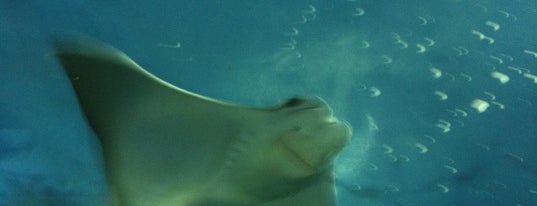 Audubon Aquarium of the Americas is one of Favorite Places in NOLA.