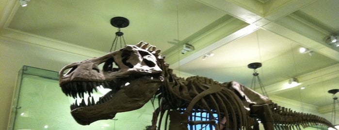 Museu Americano de História Natural is one of New York City's Memorable Museums.