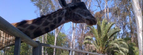 Zoo de San Diego is one of Top Spots Kids Should Visit.