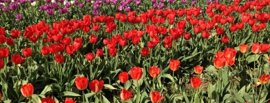 Wooden Shoe Tulip Farm is one of Elsewhere.