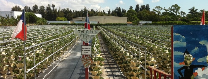 The Girls Strawberry U-pick is one of South Florida Gems.