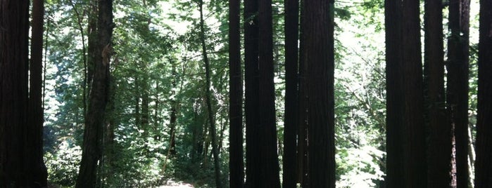 Henry Cowell Redwoods State Park is one of California to-do.