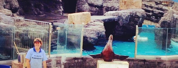 Long Island Aquarium & Exhibition Center (Atlantis Marine World) is one of Locais salvos de Anthony.