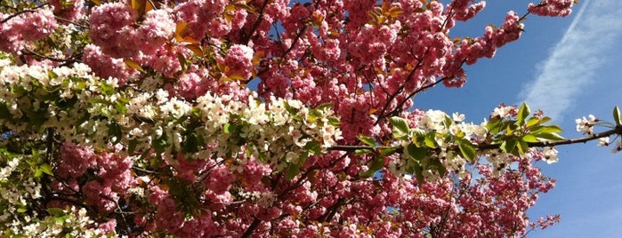 Victoria Park is one of London's Parks and Gardens.