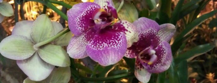 Выставка Орхидей is one of музеи и развлечения.
