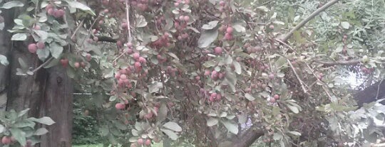 Unknown (Crabapple?) fruit tree is one of Free food.