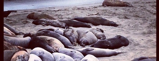 Piedras Blancas Elephant Seal Rookery is one of PCH.