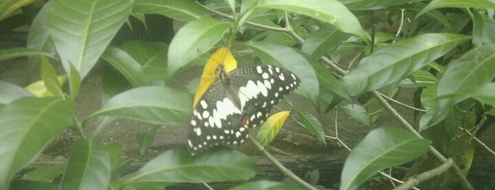 Butterfly Park (Taman Rama-Rama) is one of Sing trip.