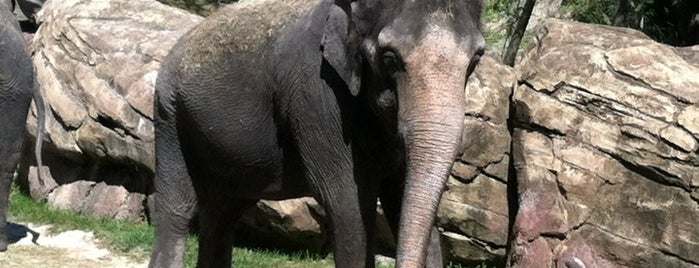 Elephants is one of Tempat yang Disukai Lizzie.