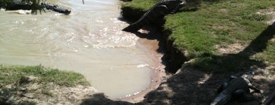 East Texas Gator And Wildlife Center is one of Zoos and Aquariums -TX, OK,AR, & LA.