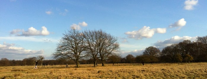 Bushy Park is one of London's best parks and gardens.