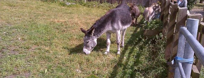 Isle Of Wight Donkey Sanctuary is one of Isle of Wight.