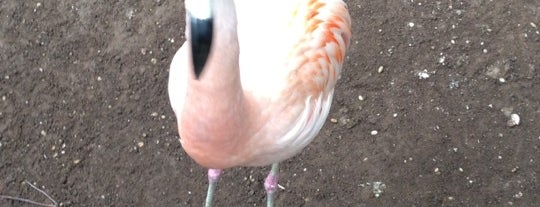 Cape May County Zoo Society is one of Tempat yang Disukai Carlo.