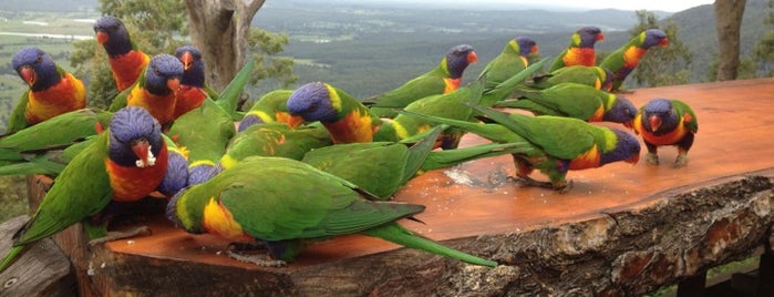 Mount Tamborine is one of Gold Coast.