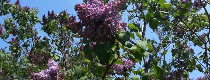 Highland Park Lilacs is one of Day Hikes In Rochester, NY.