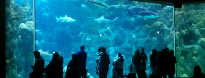 The Florida Aquarium is one of Tampa.