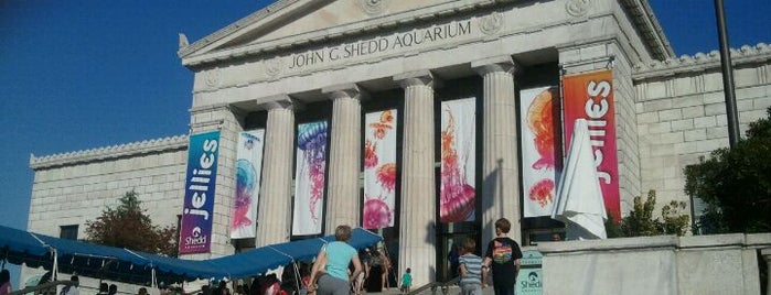 Shedd Aquarium is one of Chicago To Do's.
