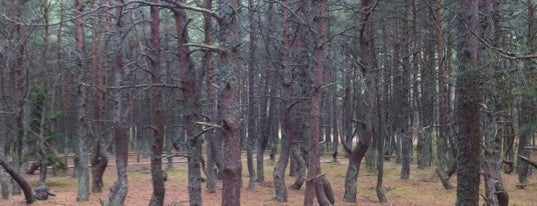 Танцующий лес is one of Kaliningrad for tourists.