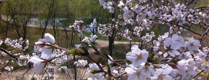 Yeouido Saetgang Ecological Park is one of 여의도.
