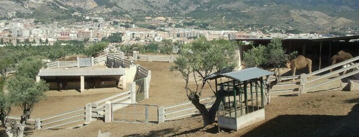 Escuela de equitación Peluca is one of Visit Alcoy.