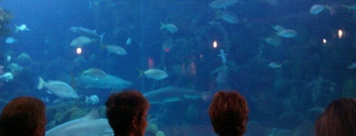 The Florida Aquarium is one of Tampa Attractions.