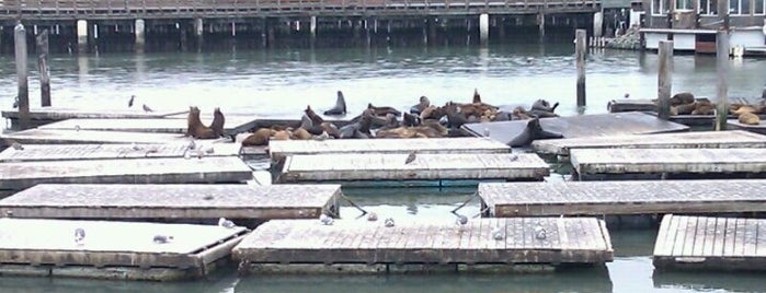 Sea Lions is one of San Francisco Tourists' Hits.