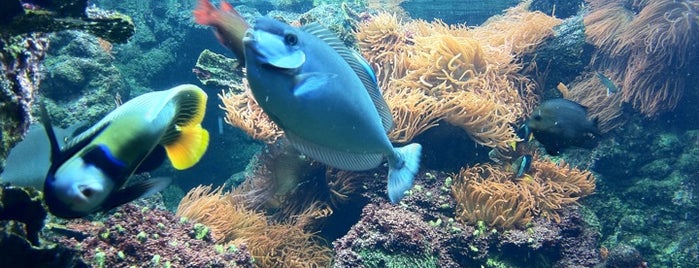 Acquario di Genova is one of Genova.