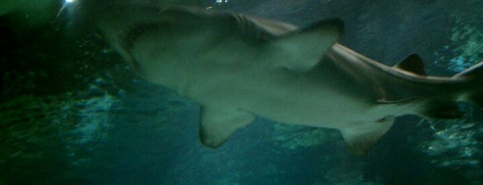 Shark Encounter is one of My vacation @Orlando.
