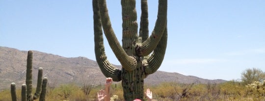 Saguaro National Park is one of National Parks.