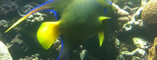 Smithsonian Marine Ecosystems Exhibit is one of Visit St. Lucie!  and Love it!.