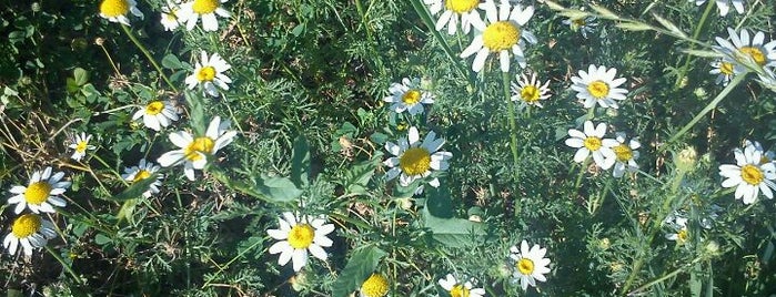 agriturismo Il Colle dei Falconieri is one of Maria Alessandra : понравившиеся места.