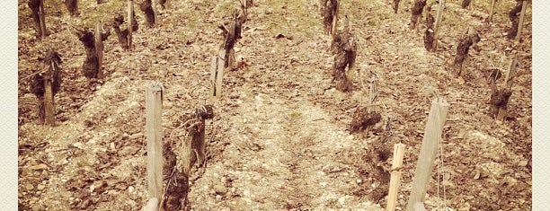 Chateau Lynch-Bages is one of Bordeaux Perigord.