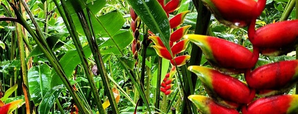 Hawaii Tropical Botanical Garden is one of Hawaii - Big Island.